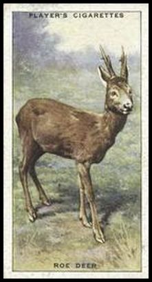 37 Roe Deer